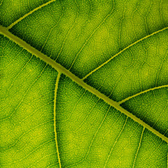 Green Leaf Texture