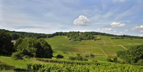 Fototapeta na wymiar Côte Chalonnaise au environ de Givry en Bourgogne.