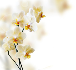 Mooie witte orchidee