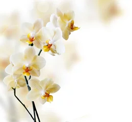 Stickers pour porte Orchidée Belle orchidée blanche
