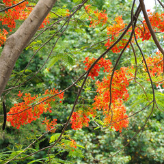 Flame tree flowers and in garden
