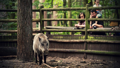 Wild boar behind the fence