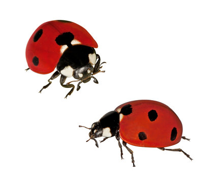 Ladybirds