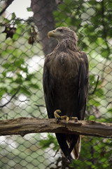Erne sitting on a branch