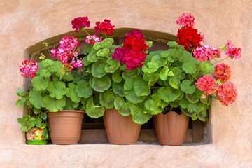 pots with red geraniums on the window