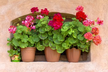 Fototapeta na wymiar pots with red geraniums on the window