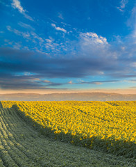 Sunflower field at dawn next to soybean field