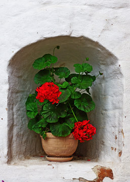 pots with red geraniums on the window