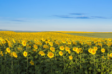 Fototapeta premium Sunflower field at dawn inflowering stage