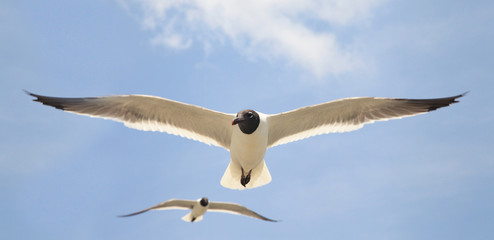 Seagull Closeup