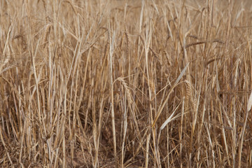 Alcarria cereal fields