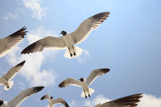 Seagull Majesty