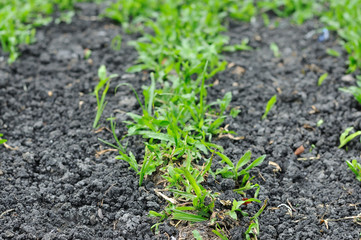 Green grasses on black soi