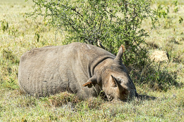 Fototapeta premium Kenia-Nashorn-18983