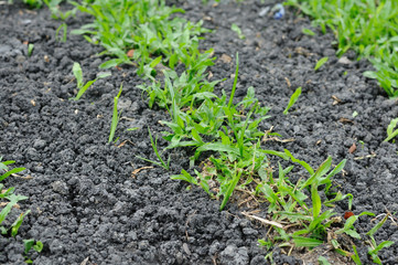 Green grasses on black soi