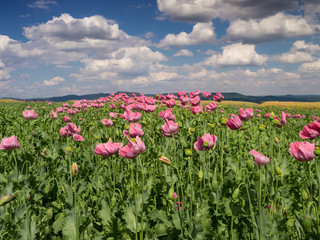 Obraz na płótnie Canvas Opium Poppy field in full bloom