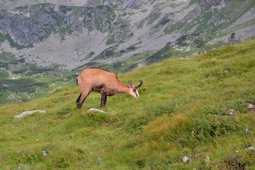 kozica górska - Tatry