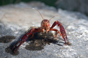 Red swamp crawfish