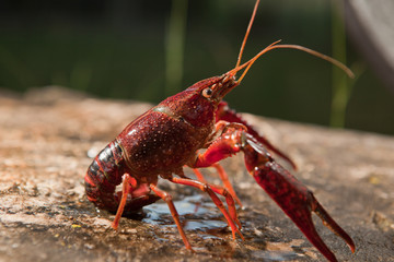 Red swamp crawfish