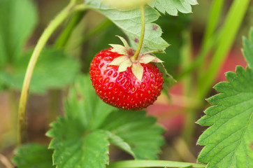 Strawberry bush growing in the garden