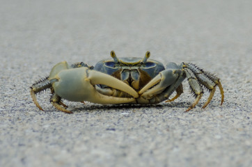 Blue crab on road