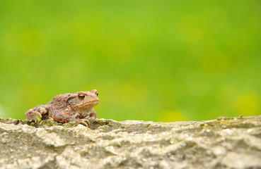 Naklejka na ściany i meble Toad frog