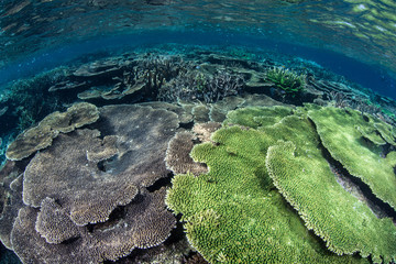 Healthy Corals