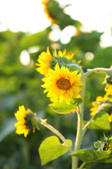 Beautiful sunflowers field