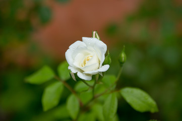Romantic fresh young Bud tender white rose