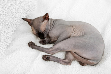 Beautiful gray sphinx cat relaxing on bed