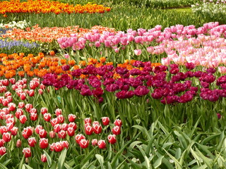 Sea of Tulips