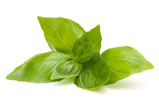 Sweet basil leaves