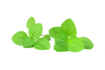 Fresh raw mint leaves isolated on white background