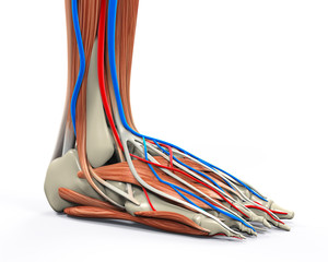Obraz na płótnie Canvas Human Foot Muscles Anatomy