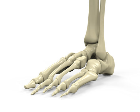 Foot Skeleton Anatomy