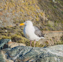 Obraz premium Western Gull bird