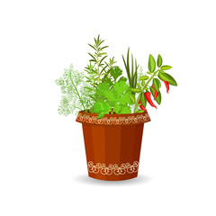 herbs and hot pepper in a flower pot