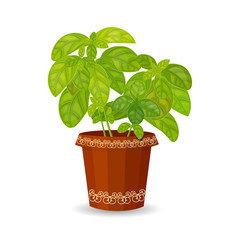 fresh basil herb in a flower pot