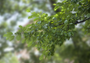 Branch of elm