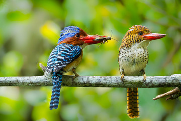 Couple of love of Banded Kingfisher  with cicada in his mount