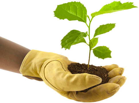 main de jardinier, plante offerte