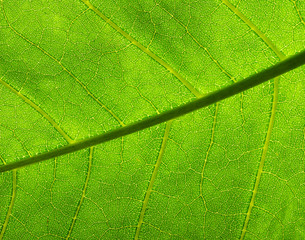 Fototapeta na wymiar Green leaf macro