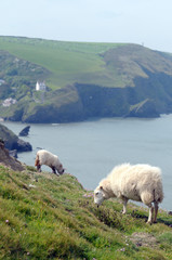 Sheep and  lamb grazing against sea in Cardigan, Wales