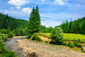 Fototapeta na wymiar wild mountain river near forest