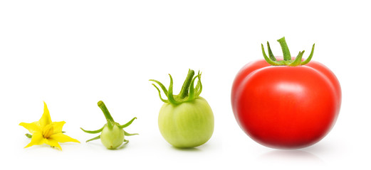 Tomato from flower isolated