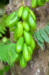 averrhoa bilimbi