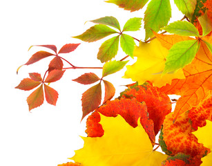 autumn leaves isolated on a white background