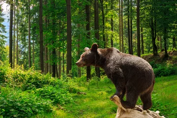 Foto op Plexiglas curious little bear in the forest © Pellinni