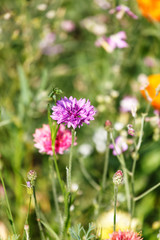 flowers field