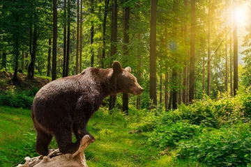 Zelfklevend Fotobehang curious little bear in the forest © Pellinni